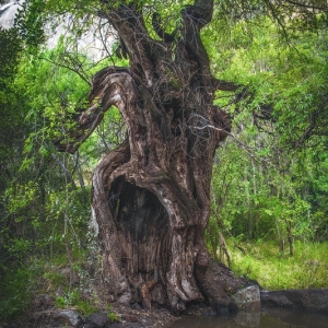 the-french-cottage-66